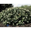 Dværgkvalkved Viburnum Davidii Potte 3,0 Liter,- 25-30 Cm.