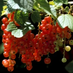 Ribs 'Rosetta' Ribes Rubrum 'Rosetta' 5 Liter Potte