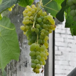 Vin 'Himrod' Vitis Vinifera 'Himrod' Potte 3,0 Liter,- Opbundet 80-100 Cm.