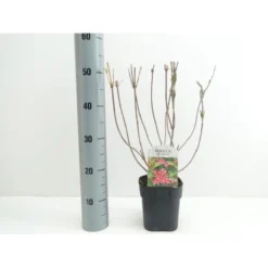 Klokkebusk 'Red Prince' Weigela Hybrid 'Red Prince' Potte 2,0 Liter,- 40-60 Cm.