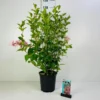 Klokkebusk 'Styriaca' Weigela Hybrid 'Styriaca' Potte 6,5 Liter 60-80 Cm.