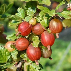 Stikkelsbær 'Captivator' Ribes Uva-crispa 'Captivator' 5 Liter Potte -Tilbud Lys Haven Butik p22695 50638 ribes uva crispa captivator cd8f