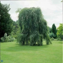 Sørgebirk Betula Pendula 'Youngii' Heister 175-200 Cm. Med Potte