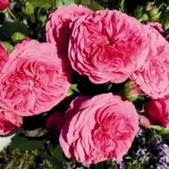 'Baronesse'® Rosa X 'Baronesse'® (Buketrose) A-Kvalitet,- Barrods Roser Min. 3 Grene -Tilbud Lys Haven Butik p23411 53964 rosa x baronesse buketrose 4e40