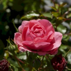 'Bernstorff'™ Rosa X 'Bernstorff'™ (Buketrose) A-Kvalitet,- Barrods Roser Min. 3 Grene -Tilbud Lys Haven Butik p23418 51764 rosa x bernstorff buketrose 85ff