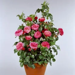 'Bernstorff'™ Rosa X 'Bernstorff'™ (Buketrose) A-Kvalitet,- Barrods Roser Min. 3 Grene -Tilbud Lys Haven Butik p23418 51765 rosa x bernstorff buketrose c27c