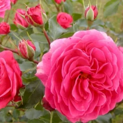 'Bernstorff'™ Rosa X 'Bernstorff'™ (Buketrose) A-Kvalitet,- Barrods Roser Min. 3 Grene -Tilbud Lys Haven Butik p23418 51766 rosa x bernstorff buketrose f556