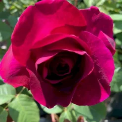 'Big Purple' Rosa X 'Big Purple' (Storblomstrende) A-Kvalitet,- Barrods Roser Min. 3 Grene -Tilbud Lys Haven Butik p23423 51216 rosa x big purple storblomstrende d68e