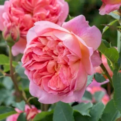 'Boscobel' Rosa X 'Boscobel' (Engelsk Rose) A-Kvalitet,- Barrods Roser Min. 3 Grene -Tilbud Lys Haven Butik p23445 52946 rosa x boscobel engelsk rose 8148