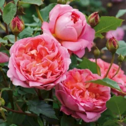 'Boscobel' Rosa X 'Boscobel' (Engelsk Rose) A-Kvalitet,- Barrods Roser Min. 3 Grene -Tilbud Lys Haven Butik p23445 52947 rosa x boscobel engelsk rose bafa