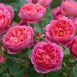 'Boscobel' Rosa X 'Boscobel' (Engelsk Rose) A-Kvalitet,- Barrods Roser Min. 3 Grene -Tilbud Lys Haven Butik p23445 52950 rosa x boscobel engelsk rose 44a2
