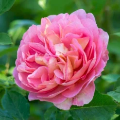 'Boscobel' Rosa X 'Boscobel' (Engelsk Rose) A-Kvalitet,- Barrods Roser Min. 3 Grene -Tilbud Lys Haven Butik p23445 52952 rosa x boscobel engelsk rose 4502