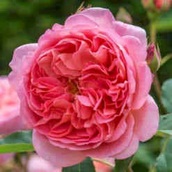 'Boscobel' Rosa X 'Boscobel' (Engelsk Rose) A-Kvalitet,- Barrods Roser Min. 3 Grene -Tilbud Lys Haven Butik p23445 52953 rosa x boscobel engelsk rose 6cb4