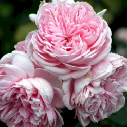 'Cinderella'® Rosa X 'Cinderella'® (Buketrose) A-Kvalitet,- Barrods Roser Min. 3 Grene -Tilbud Lys Haven Butik p23516 52337 rosa cinderella buketrose 3e5e