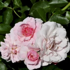 'Climbing Bonica' Rosa X 'Climbing Bonica' (Slyngrose) A-Kvalitet,- Barrods Roser Min. 3 Grene
