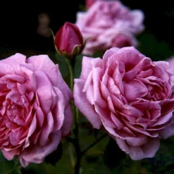 'Magna Charta' Rosa Remontant 'Magna Charta' (Remontantrose) A-Kvalitet,- Barrods Roser Min. 3 Grene -Tilbud Lys Haven Butik p2358 52454 rosa remontant magna charta remontantrose 84bb