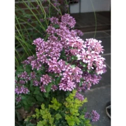 Pryd Merian Oreganum Laevigata 'Herrenhausen' 1 Liter Potte