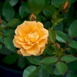 'Flaming Cover'® Rosa X 'Flaming Cover'® (Bunddækkerose) A-Kvalitet,- Barrods Roser Min. 3 Grene -Tilbud Lys Haven Butik p23637 51958 rosa x flaming cover bunddaekkerose be5c