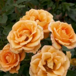 'Flaming Cover'® Rosa X 'Flaming Cover'® (Bunddækkerose) A-Kvalitet,- Barrods Roser Min. 3 Grene -Tilbud Lys Haven Butik p23637 51960 rosa x flaming cover bunddaekkerose 9d51