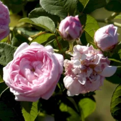 'Duchesse De Montebello' Rosa Gallica 'Duchesse De Montebello' (Gallicarose) A-Kvalitet,- Barrods Roser Min. 3 Grene