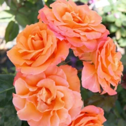 'Gavnø'™ Rosa X 'Gavnø'™ (Storblomstrende) A-Kvalitet,- Barrods Roser Min. 3 Grene