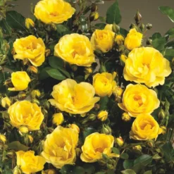 'Golden Eye Cover'® Rosa X 'Golden Eye Cover'® (Bunddækkerose) A-Kvalitet,- Barrods Roser Min. 3 Grene -Tilbud Lys Haven Butik p23708 51966 rosa x golden eye cover bunddaekkerose 9555