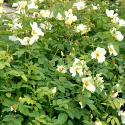 'Golden Wings' Rosa X 'Golden Wings' (Buskrose) A-Kvalitet,- Barrods Roser Min. 3 Grene -Tilbud Lys Haven Butik p23709 52409 rosa x golden wings buskrose 002c