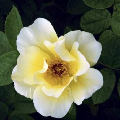 'Golden Wings' Rosa X 'Golden Wings' (Buskrose) A-Kvalitet,- Barrods Roser Min. 3 Grene -Tilbud Lys Haven Butik p23709 52410 rosa x golden wings buskrose 7cf1