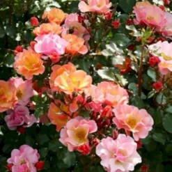 'Jazz'® Rosa X 'Jazz'® (Bunddækkerose) A-Kvalitet,- Barrods Roser Min. 3 Grene -Tilbud Lys Haven Butik p23790 51566 rosa x jazz bunddaekkerose aea0