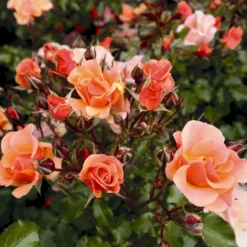 'Jazz'® Rosa X 'Jazz'® (Bunddækkerose) A-Kvalitet,- Barrods Roser Min. 3 Grene -Tilbud Lys Haven Butik p23790 53979 rosa x jazz bunddaekkerose 4c49