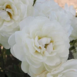 'Katharina Zeimet' Rosa X 'Katharina Zeimet' (Buketrose) A-Kvalitet,- Barrods Roser Min. 3 Grene