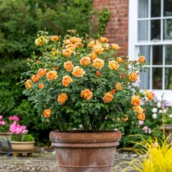 'Lady Of Shalott' Rosa X 'Lady Of Shalott' (Engelsk Rose) A-Kvalitet,- Barrods Roser Min. 3 Grene -Tilbud Lys Haven Butik p23841 53056 rosa x lady of shalott engelsk rose 6c61