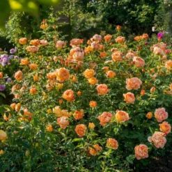 'Lady Of Shalott' Rosa X 'Lady Of Shalott' (Engelsk Rose) A-Kvalitet,- Barrods Roser Min. 3 Grene -Tilbud Lys Haven Butik p23841 53057 rosa x lady of shalott engelsk rose 7cd0