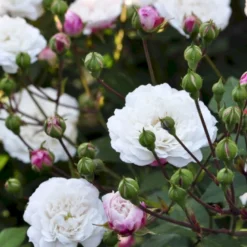 'Little White Pet' Rosa X Sempervirens 'Little White Pet' A-Kvalitet,- Barrods Roser Min. 3 Grene