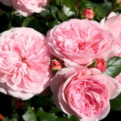 'Mariatheresia'® Rosa X 'Mariatheresia'® (Buketrose) A-Kvalitet,- Barrods Roser Min. 3 Grene -Tilbud Lys Haven Butik p23897 53983 rosa x mariatheresia buketrose ba4b