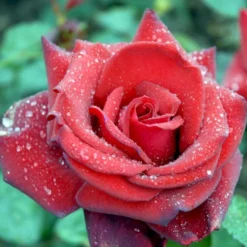 'Miss Schweiz'® Rosa X 'Miss Schweiz'® (Storblomstrende) 3,0 Liter Potte -Tilbud Lys Haven Butik p23927 51335 rosa x miss schweiz storblomstrende 6d40