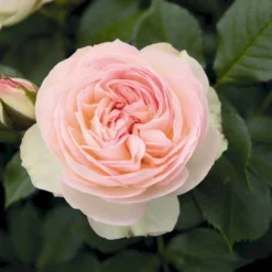 'Pastella'® Rosa X 'Pastella'® (Buketrose) A-Kvalitet,- Barrods Roser Min. 3 Grene -Tilbud Lys Haven Butik p24016 54029 rosa x pastella buketrose a530