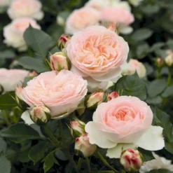 'Pastella'® Rosa X 'Pastella'® (Buketrose) A-Kvalitet,- Barrods Roser Min. 3 Grene -Tilbud Lys Haven Butik p24016 54030 rosa x pastella buketrose 5495