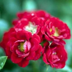 'Peter Pan' Rosa X 'Peter Pan' (Buketrose) A-Kvalitet,- Barrods Roser Min. 3 Grene -Tilbud Lys Haven Butik p24038 51651 rosa x peter pan buketrose 15e7