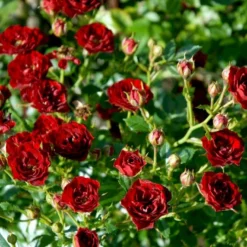 'Peter Pan' Rosa X 'Peter Pan' (Buketrose) A-Kvalitet,- Barrods Roser Min. 3 Grene -Tilbud Lys Haven Butik p24038 51652 rosa x peter pan buketrose 3c72