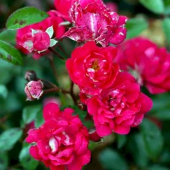 'Red Fairy' Rosa X 'Red Fairy' (Bunddækkerose) A-Kvalitet,- Barrods Roser Min. 3 Grene -Tilbud Lys Haven Butik p24097 51667 rosa x red fairy bunddaekkerose 4bbe