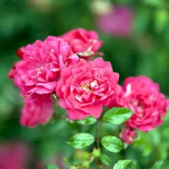 'Red Fairy' Rosa X 'Red Fairy' (Bunddækkerose) A-Kvalitet,- Barrods Roser Min. 3 Grene -Tilbud Lys Haven Butik p24097 51668 rosa x red fairy bunddaekkerose 1f42