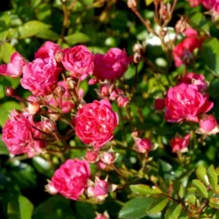 'Red Fairy' Rosa X 'Red Fairy' (Bunddækkerose) A-Kvalitet,- Barrods Roser Min. 3 Grene -Tilbud Lys Haven Butik p24097 51669 rosa x red fairy bunddaekkerose 70b3