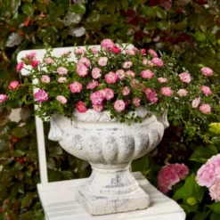 'Soft Cover'® Rosa X 'Soft Cover'® (Bunddækkerose) A-Kvalitet,- Barrods Roser Min. 3 Grene