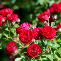 'Chevy Chase' Rosa Soyieana 'Chevy Chase' (Slyngrose) A-Kvalitet,- Barrods Roser Min. 3 Grene -Tilbud Lys Haven Butik p24220 52331 rosa soyieana chevy chase slyngrose f48b