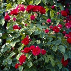 'Chevy Chase' Rosa Soyieana 'Chevy Chase' (Slyngrose) A-Kvalitet,- Barrods Roser Min. 3 Grene -Tilbud Lys Haven Butik p24220 52332 rosa soyieana chevy chase slyngrose 5950