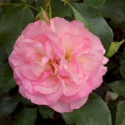 'Strawberry Ice' Rosa X 'Strawberry Ice' (Buketrose) A-Kvalitet,- Barrods Roser Min. 3 Grene