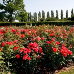 'Søren Kanne'™ Rosa X 'Søren Kanne'™ (Buketrose) A-Kvalitet,- Barrods Roser Min. 3 Grene -Tilbud Lys Haven Butik p24251 51725 rosa x soeren kanne buketrose eb73