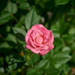 Bestsellere 11 'Teeny Weeny'® Rosa X 'Teeny Weeny'® (Miniaturerose) A-Kvalitet,- Barrods Roser Min. 3 Grene