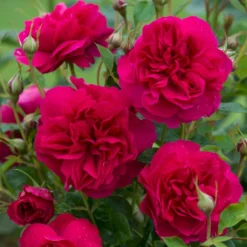 'Thomas á Becket' Rosa X 'Thomas á Becket' (Engelsk Rose) A-Kvalitet,- Barrods Roser Min. 3 Grene
